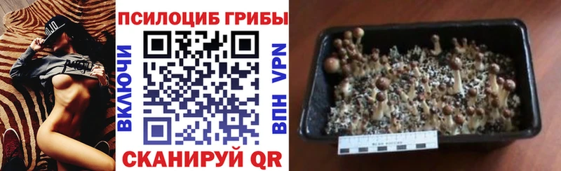 ОМГ ОМГ онион  Сосногорск  Галлюциногенные грибы Psilocybe 
